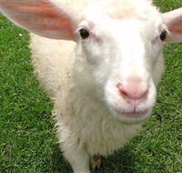 Golden Ridge Animal Farm - Accommodation Perth