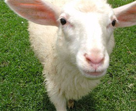 Golden Ridge Animal Farm - Accommodation Perth 0