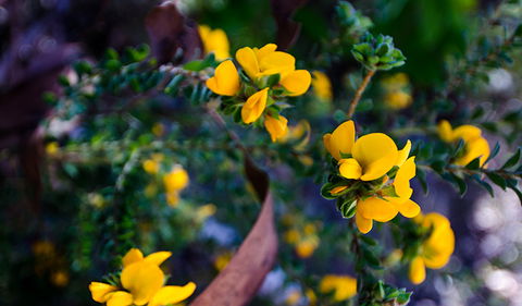 Canoelands Ridge Walking Track - Accommodation Perth 2