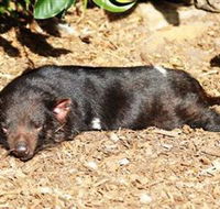 Symbio Wildlife Park - Accommodation Perth