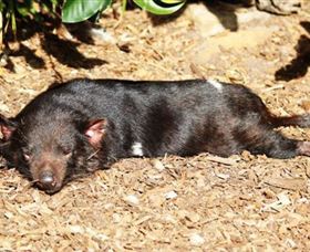 Symbio Wildlife Park - Accommodation Perth 0