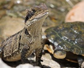 Symbio Wildlife Park - Accommodation Perth 3