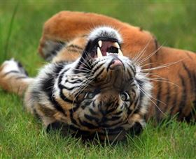 Symbio Wildlife Park - Accommodation Perth 6