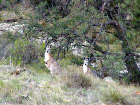 Saunders Gorge Sanctuary - Accommodation Perth 2