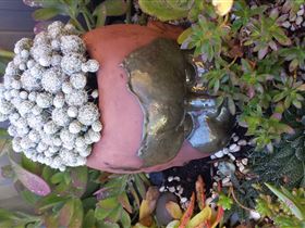 Cactus Creations - Perth Resorts 2