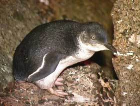 Granite Island Recreation Park - Accommodation Perth 1