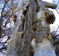 Junction Island Nature Reserve Canoe Tree and Walking Track - Accommodation Perth