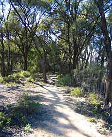 Junction Island Nature Reserve, Canoe Tree And Walking Track - Accommodation Perth 2