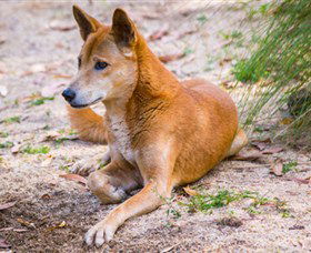 Territory Wildlife Park - Accommodation Perth 2