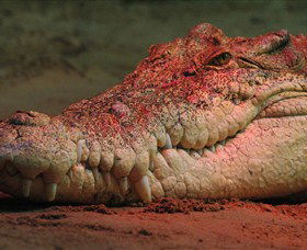 Territory Wildlife Park - Accommodation Perth 3
