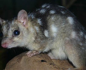 Territory Wildlife Park - Accommodation Perth 6