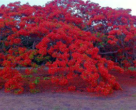 George Brown Darwin Botanic Gardens - Perth Resorts 1