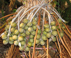 George Brown Darwin Botanic Gardens - Perth Resorts 7