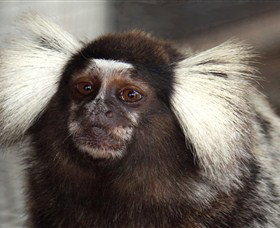 Crocodylus Park - Accommodation Perth 4