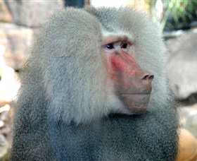 Crocodylus Park - Accommodation Perth 3