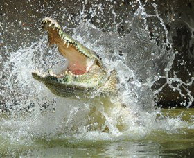 Crocodylus Park - Accommodation Perth 5