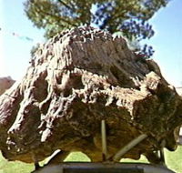 Fossilised Tree - Accommodation Perth