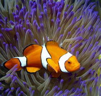 Reef HQ Aquarium - Accommodation Perth