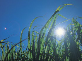 Australian Sugar Industry Museum - Perth Resorts 0