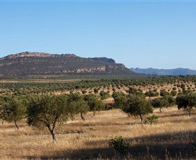 Grampians Olive Co. (Toscana Olives) - Accommodation Perth 1