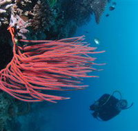 Eddy Reef Dive Site - Perth Resorts