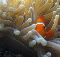 Beaver Reef Dive Site - Perth Resorts