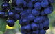 De Bortoli Wines Bilbul - thumb 0