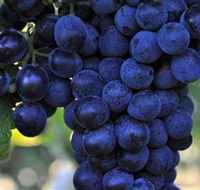 De Bortoli Wines Bilbul - Accommodation Perth