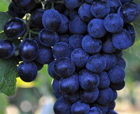 De Bortoli Wines Bilbul - Accommodation Perth 0