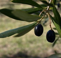 Red Rock Olives - Accommodation Perth