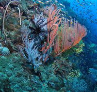 SS Yongala Dive Site - Accommodation Perth