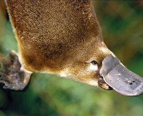 Eungella National Park - Accommodation Perth 0