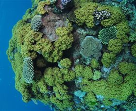 Keeper Reef Dive Site - Accommodation Perth 0