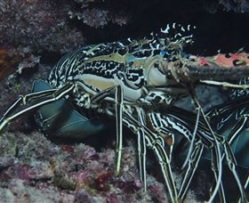 Keeper Reef Dive Site - Accommodation Perth 2