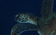 Keeper Reef Dive Site - thumb 3