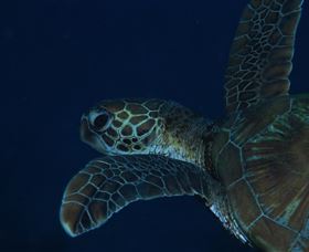 Keeper Reef Dive Site - Accommodation Perth 3