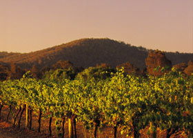 Taltarni Vineyards - Accommodation Perth 0