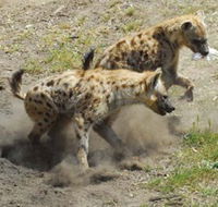 Altina Wildlife Park - Accommodation Perth