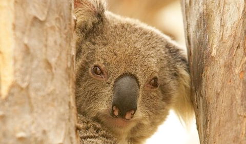 Murrumbidgee Valley National Park - Accommodation Perth 2