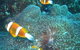 Davies Reef Dive Site - thumb 0