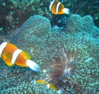 Davies Reef Dive Site - Accommodation Perth