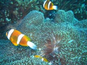 Davies Reef Dive Site - Accommodation Perth 0