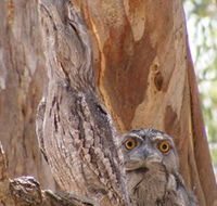 Bird Watching - Accommodation Perth
