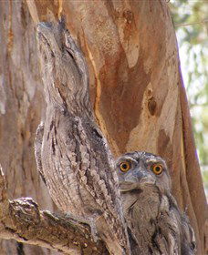 Bird Watching - Accommodation Perth 0