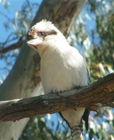 Bird Watching - Accommodation Perth 1