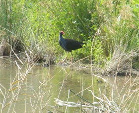 Narrandera Wetlands - Accommodation Perth 2