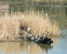 Narrandera Wetlands - Accommodation Perth 3