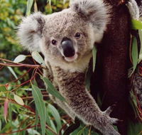 Koala Spotting Regeneration Reserve - Accommodation Perth