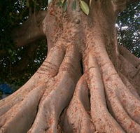 The Big Fig Tree - Accommodation Perth
