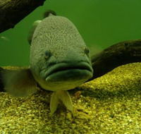 John Lake Centre - Narrandera Fisheries Centre - Accommodation Perth